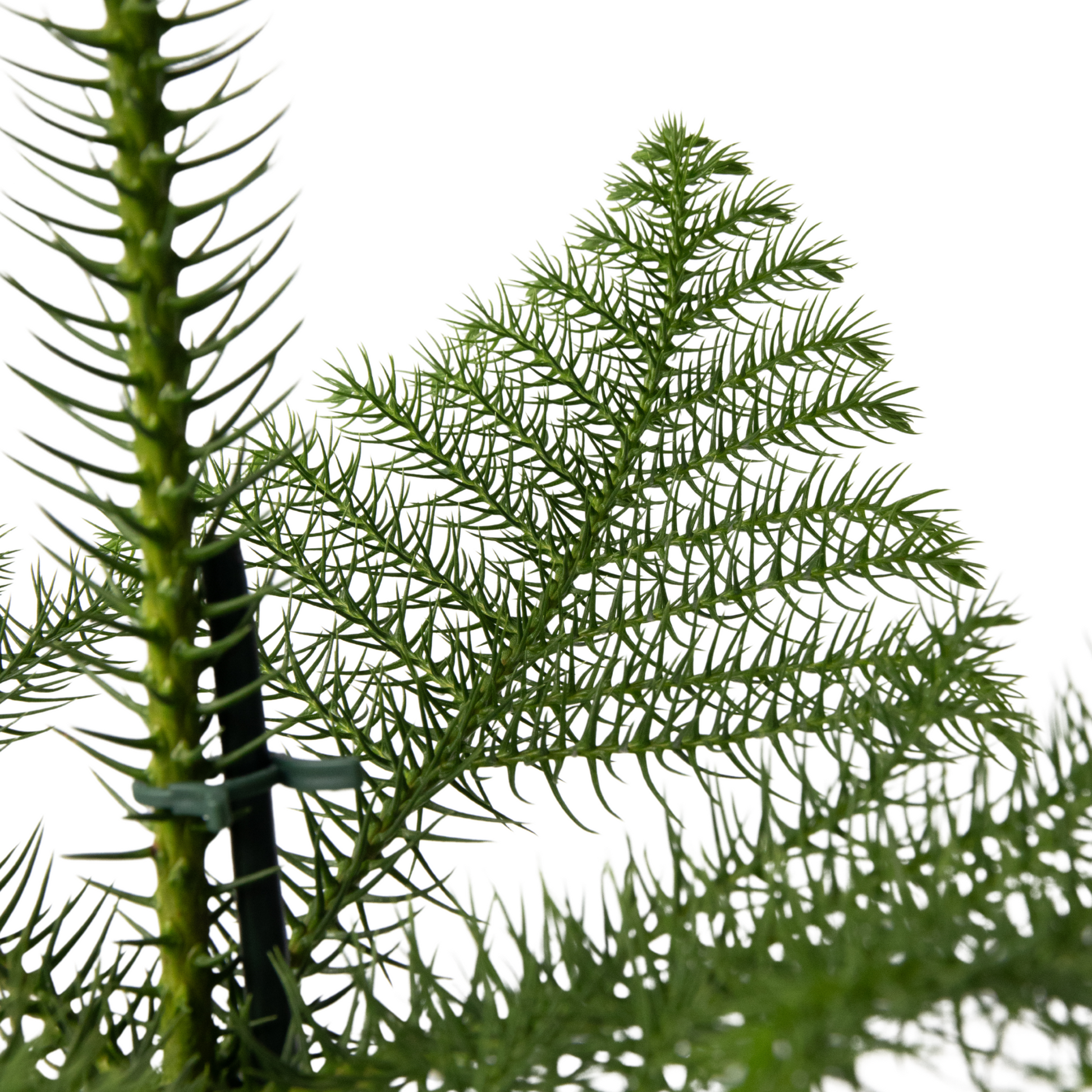 Arbolapp Canarias - Araucaria Heterophylla - Altura 50-60cm - ⌀17cm