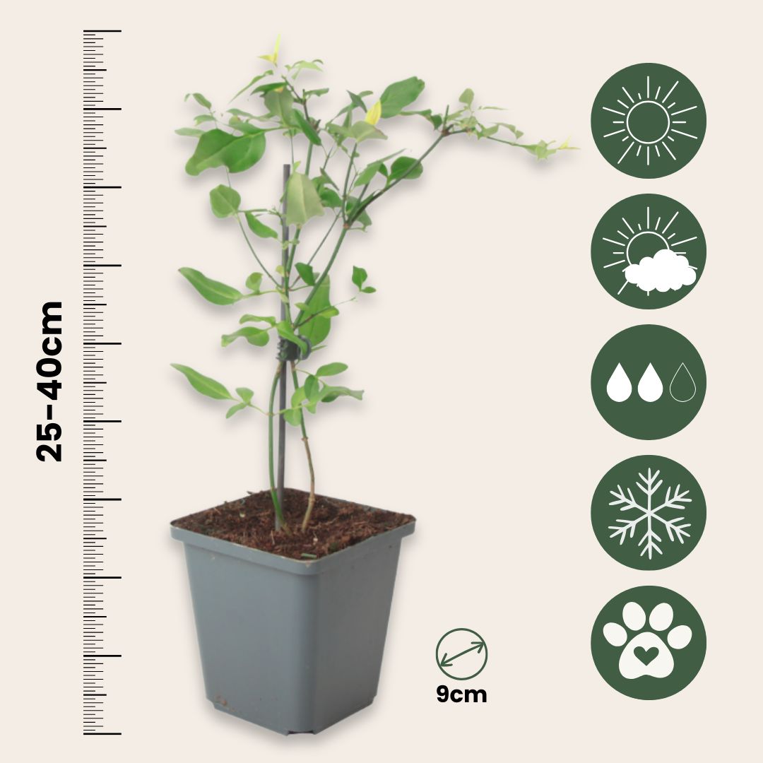 Jazmín - 3 Pzs - Jasminum 'summer Scent' - Altura 25-40cm - ⌀9cm