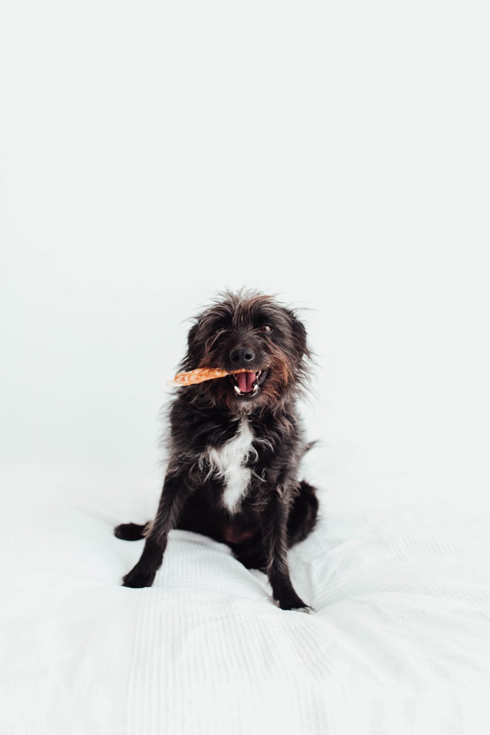 Bimordiscos Palitos De Piel De Ternera Enrollados Con Pollo Deshidratado - 60 Uds. 60 Uds._2