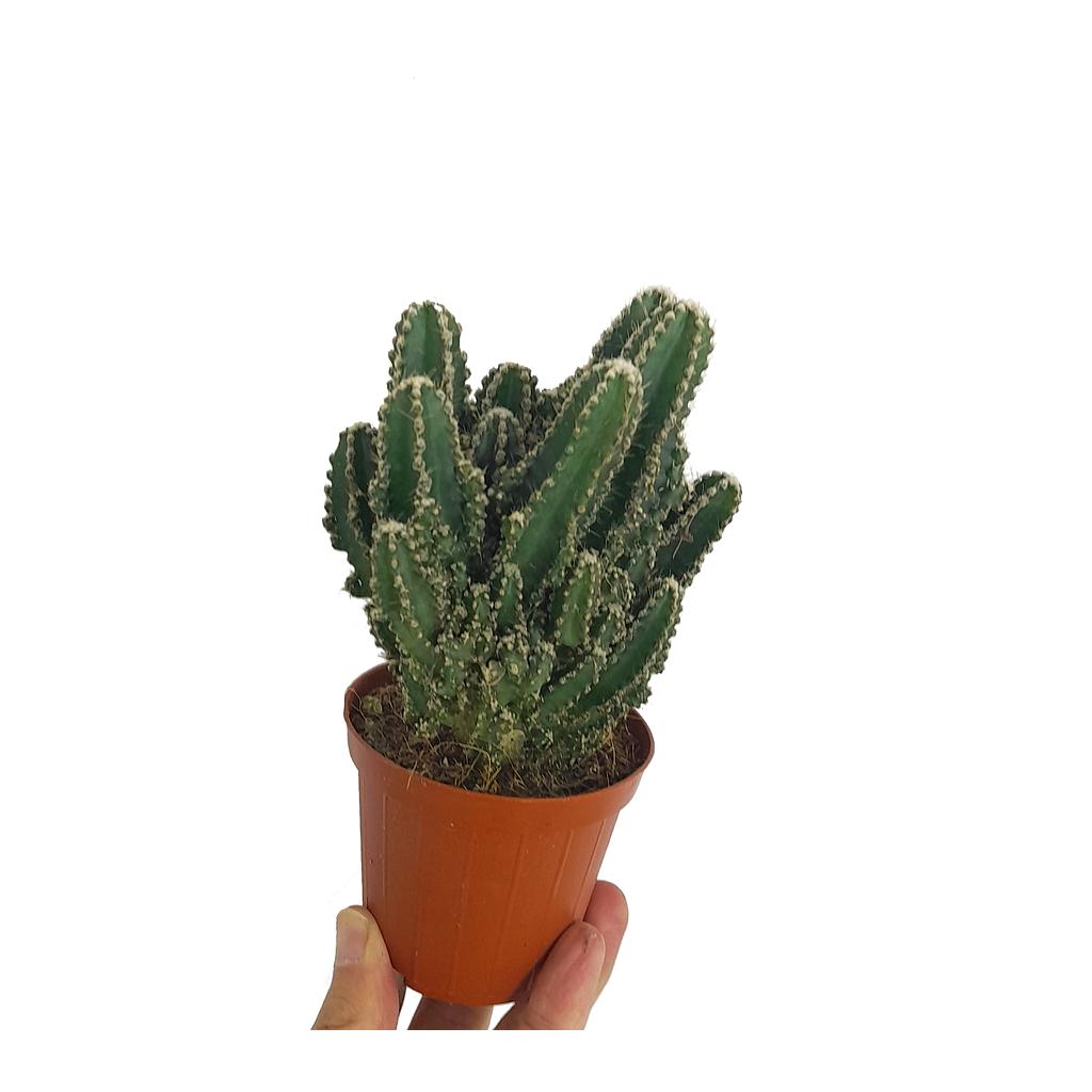 Cereus Peruvianus Florida M8_0