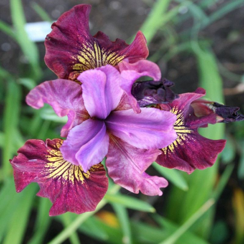 1 Bulbo Iris Sibirica 'miss Apple' Planta De Flor