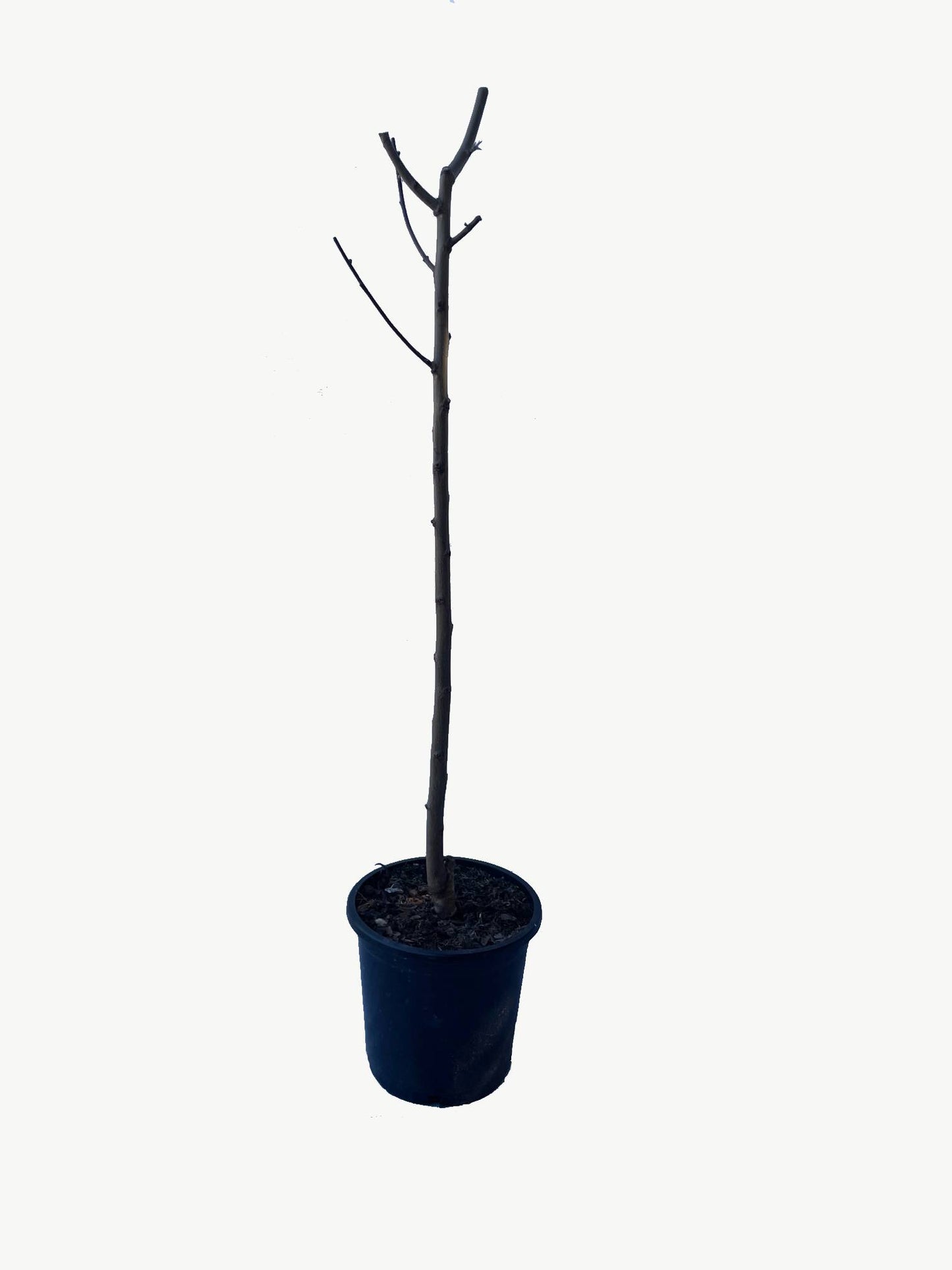 Frutal Nectarina Carne Amarilla - Planta Natural - Maceta 26cm - Altura Aprox. 120/150_2