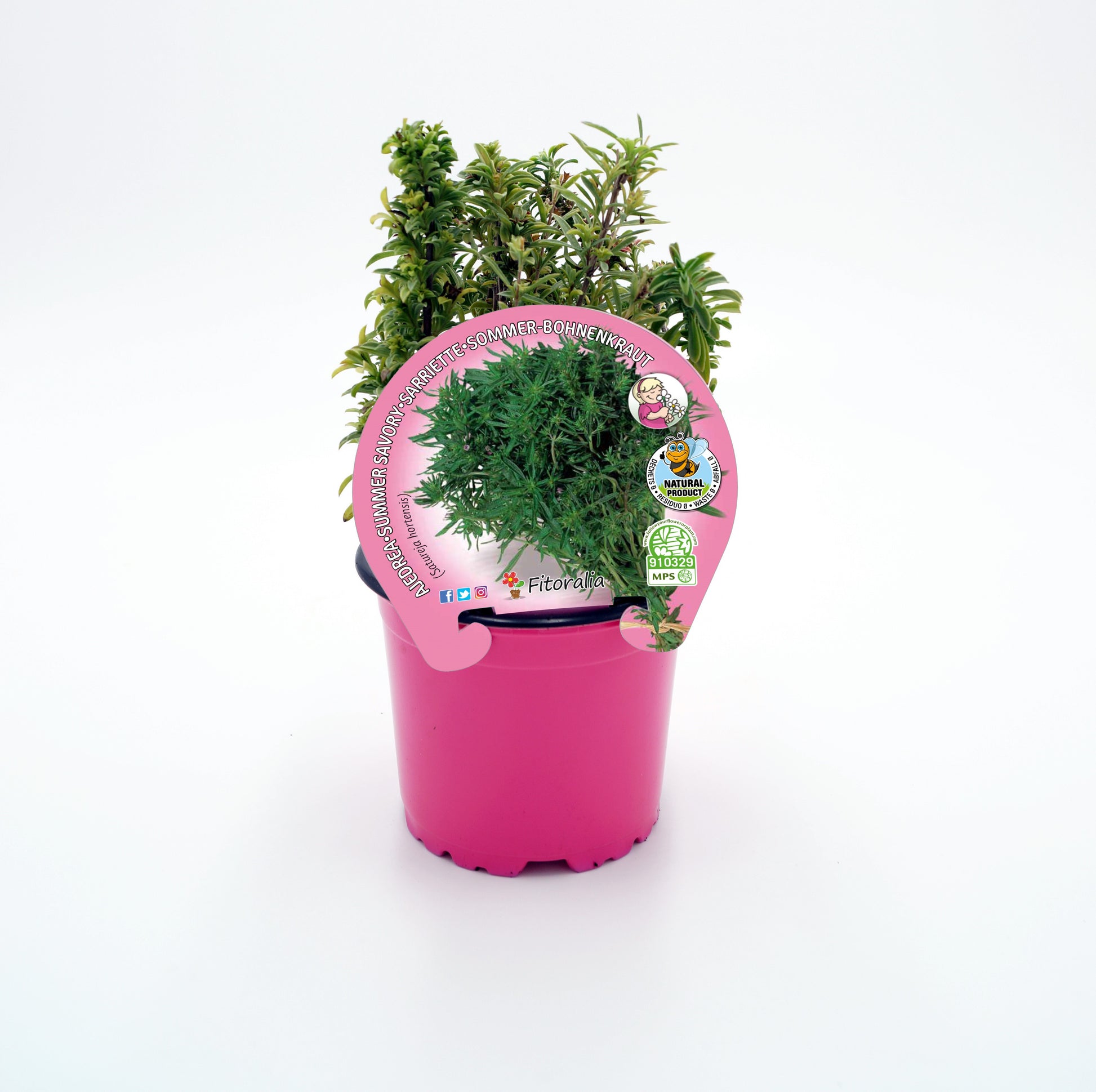 Ajedrea En Maceta 10,5 Cm. Natural - Fitoralia