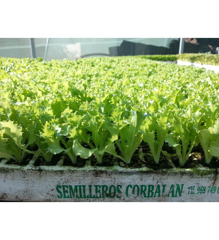 Plantón Escarola Rizada (10 Unidades)_1