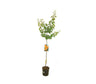 Árbol Frutal Albaricoquero Bulida M22 120-150 Cm Para Exterior