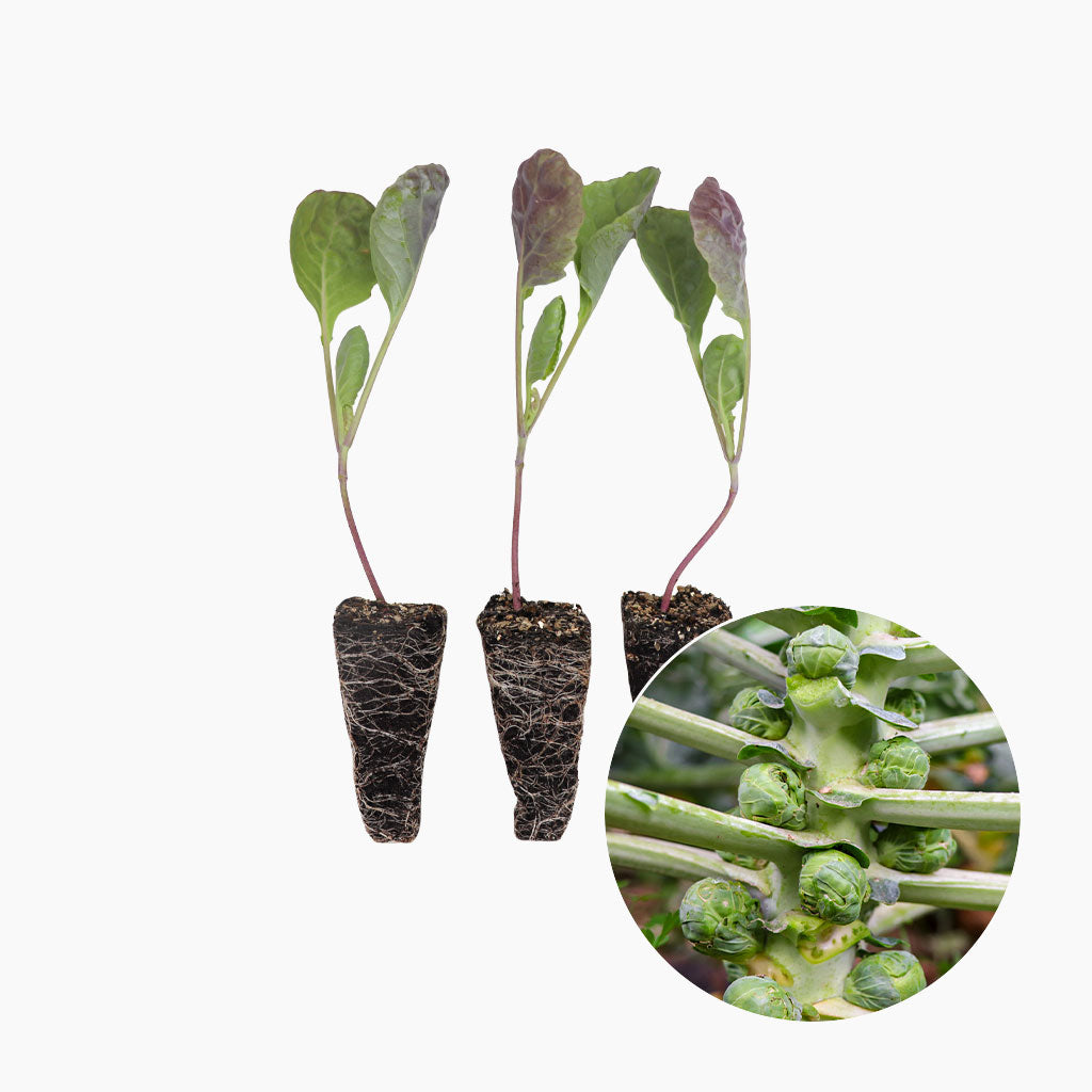 Plantón Coles De Bruselas - PlantaBo