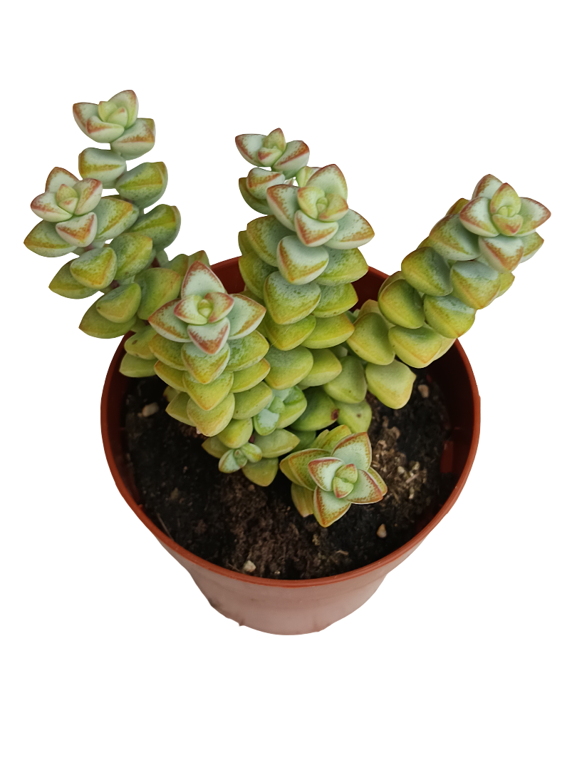 Crassula Rupestris High Voltage Planta Suculenta Colgante Ø8_0