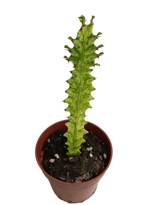 Euphorbia Mint Planta Suculenta Ø8