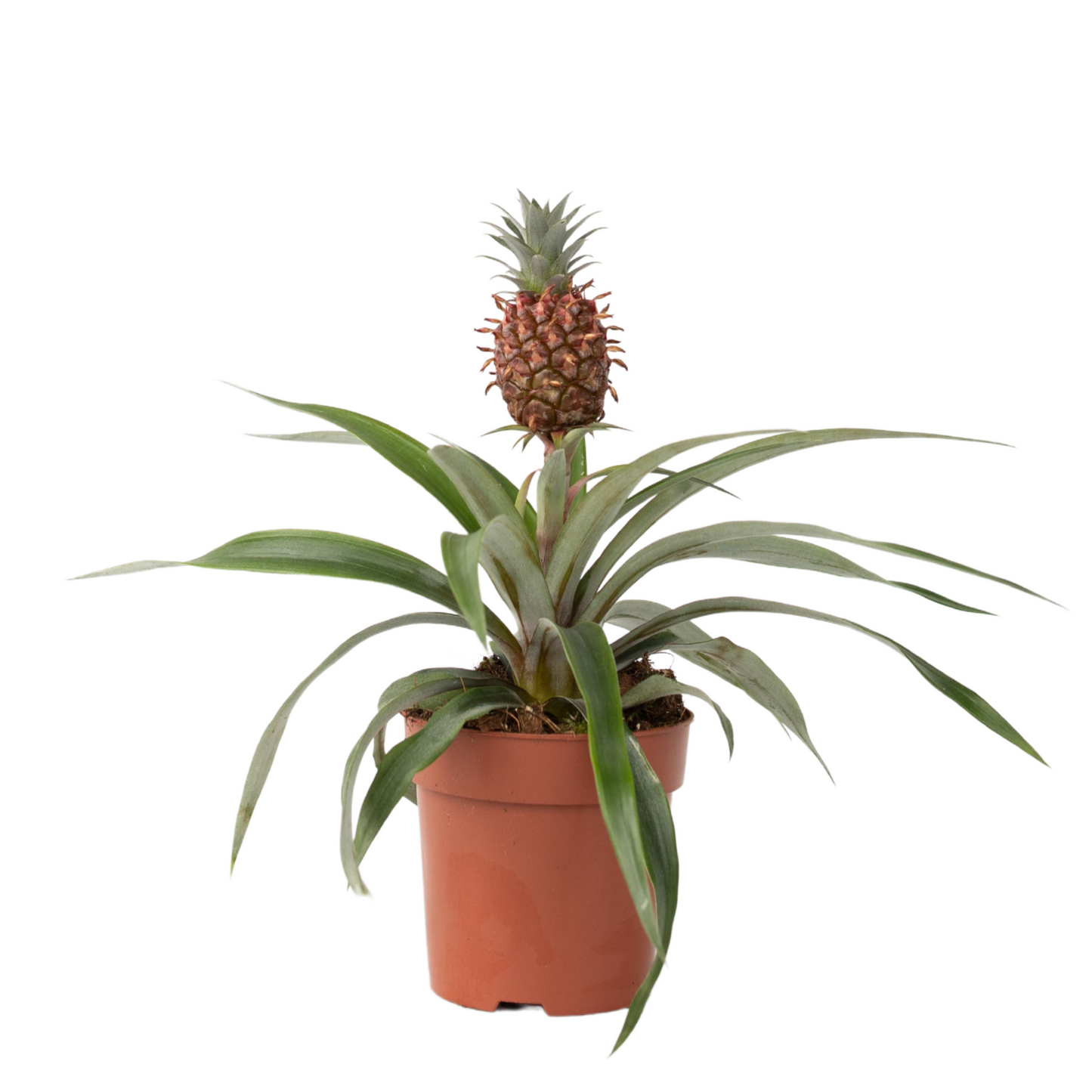 Planta De La Piña - Ananas Comosus 'mi Amigo' - Altura 35-45cm - ⌀12cm