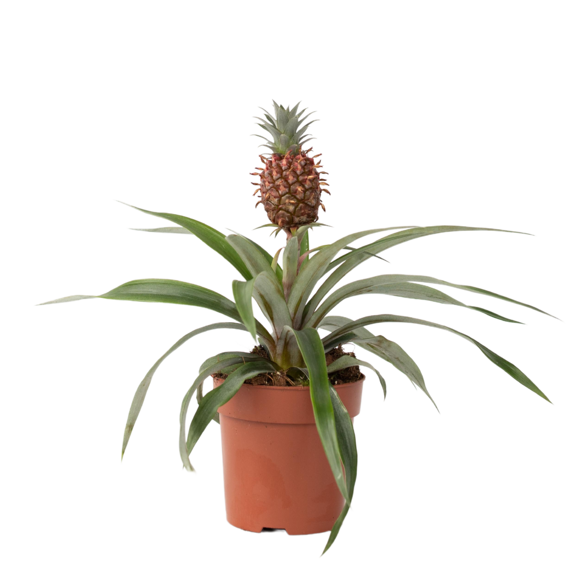 Planta De La Piña - Ananas Comosus 'mi Amigo' - Altura 35-45cm - ⌀12cm