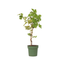 Planta De Uva - Vitis Vinifera ‘himrod’ - Altura 60-75cm - ⌀21cm