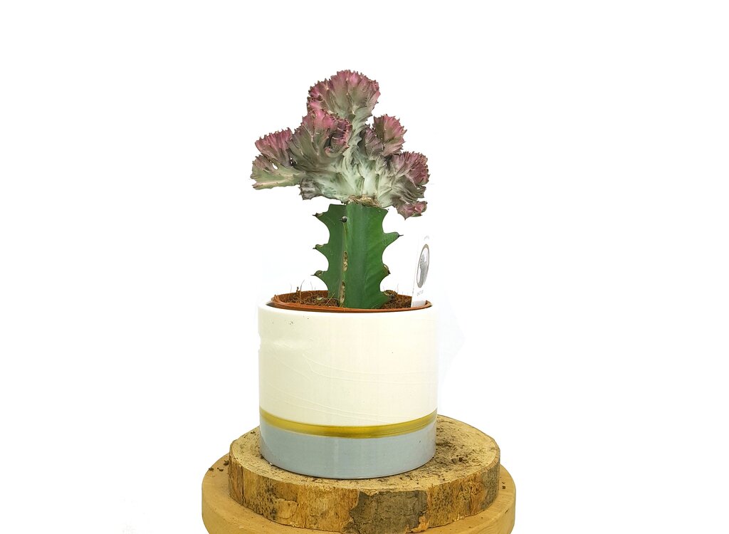 Euphorbia Lactea Cristata M12_0