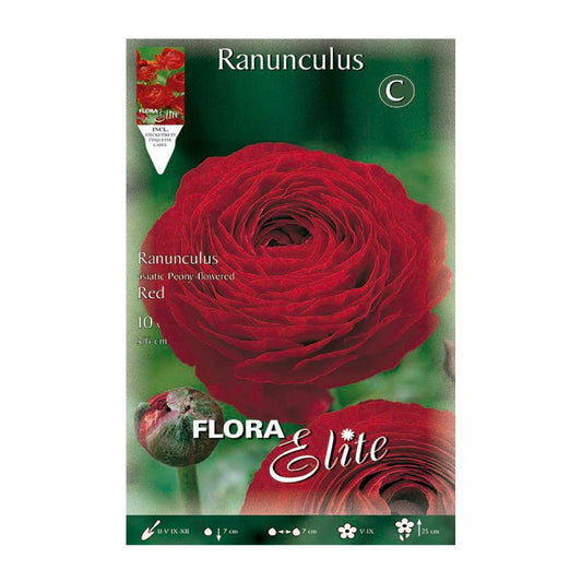 Bulbos Ranúnculo rojo 10 uds