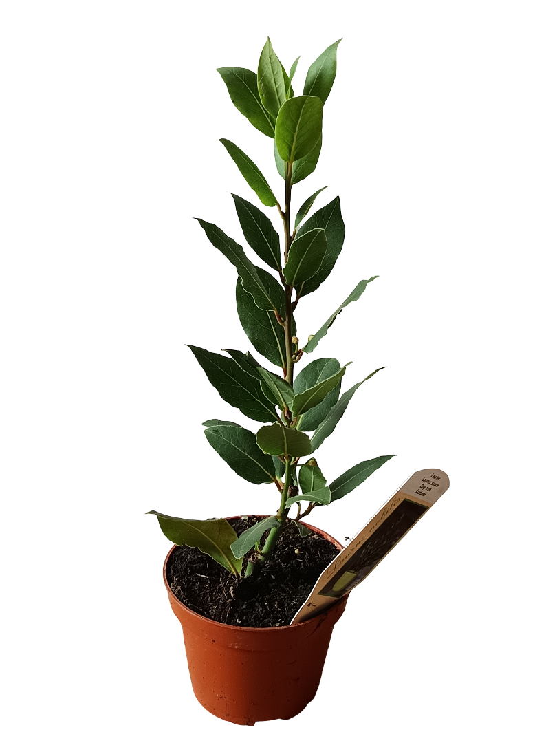 Laurel Planta Aromática Arbolito Natural Ø11