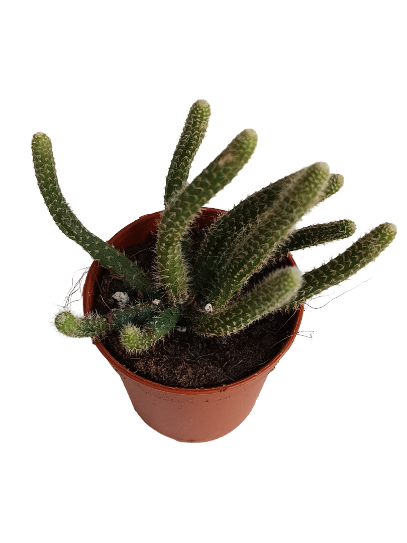 Rhipsalis Horrida Planta Suculenta Colgante Ø5