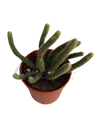 Rhipsalis Horrida Planta Suculenta Colgante Ø5