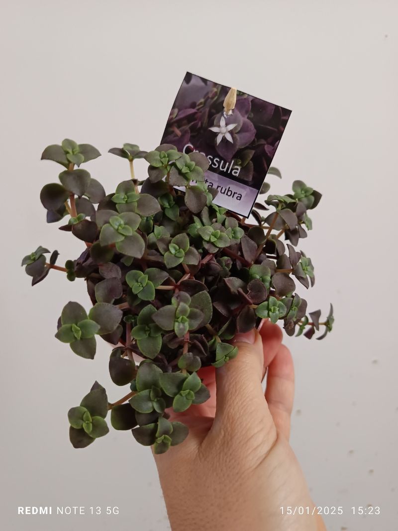 Crassula Marginali Rubra Planta Suculenta Colgante_0