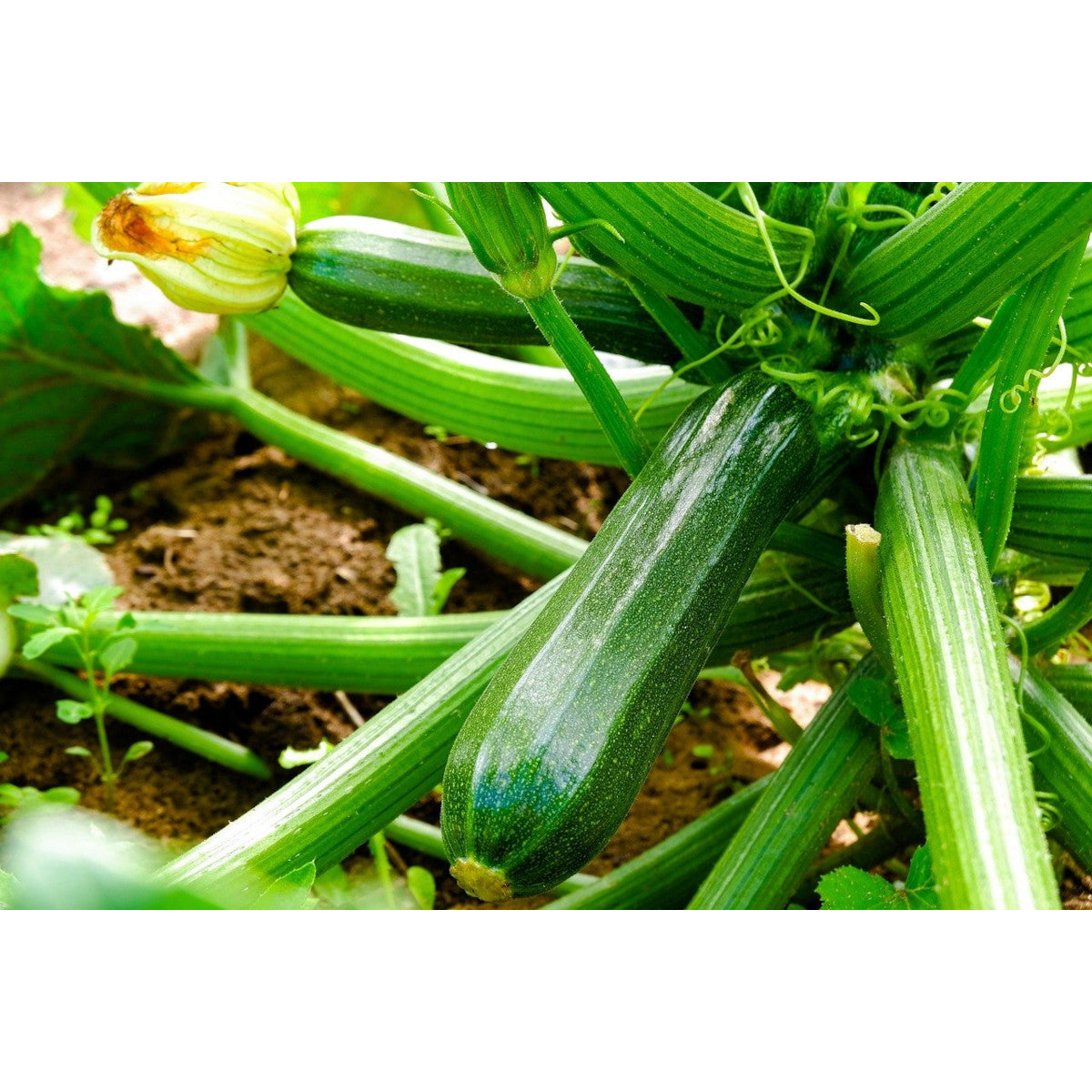 Biochar Livingchar 1000l