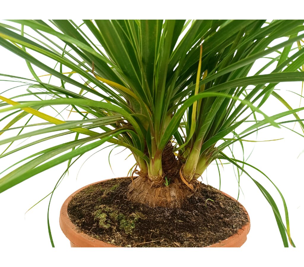 Beaucarnea Recurvata M24 100cm (pata De Elefante)