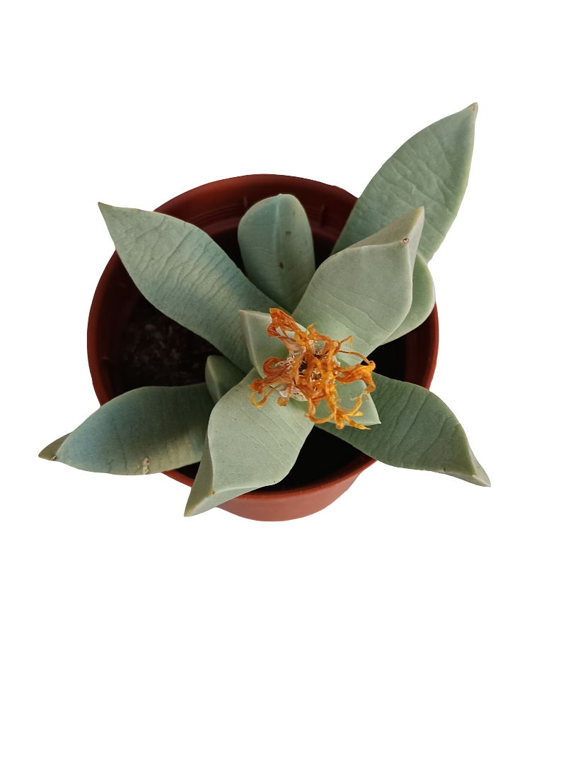 Machairophyllum brevifolium planta suculenta Ø8