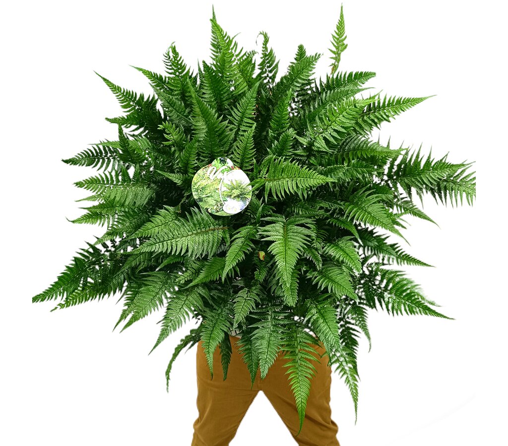 Athyrium M24 50cm_0