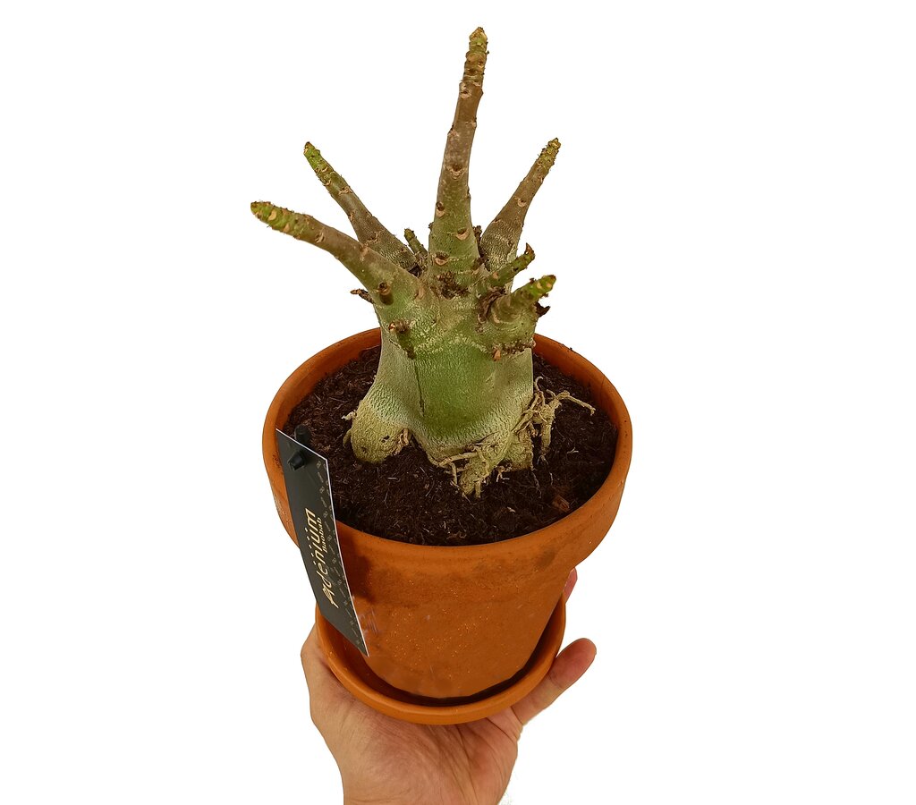 Adenium Baobab M17 25cm (rosa Del Desierto)_0