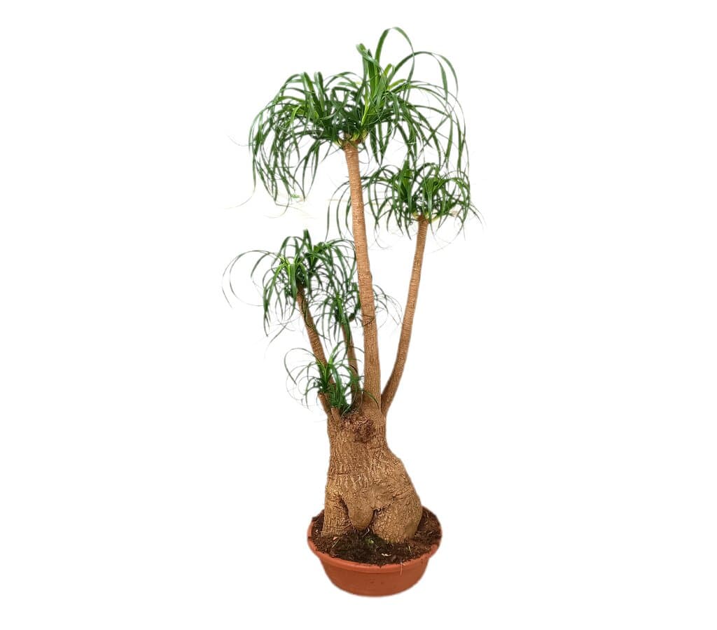 Beaucarnea Ramificada M48 110-130cm (pata De Elefante)_0