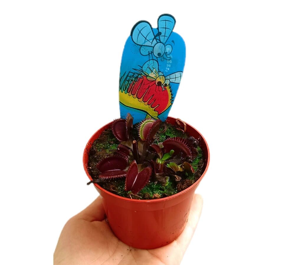 Dionaea Red Dragon M8_0
