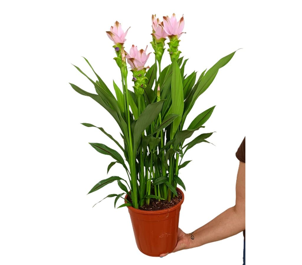 Curcuma Siam Swing M21 80-100cm_0