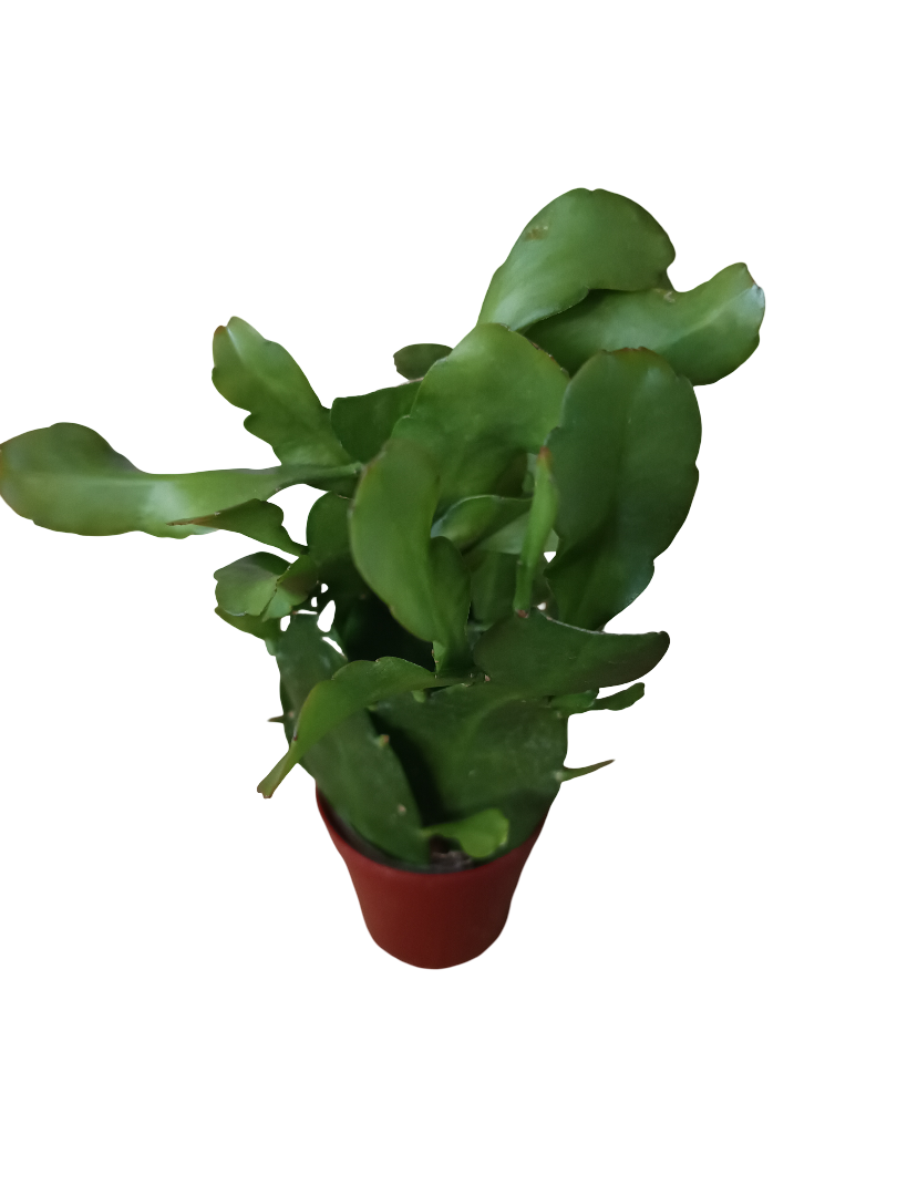 Epiphyllum pumila planta suculenta colgante de interior Ø6