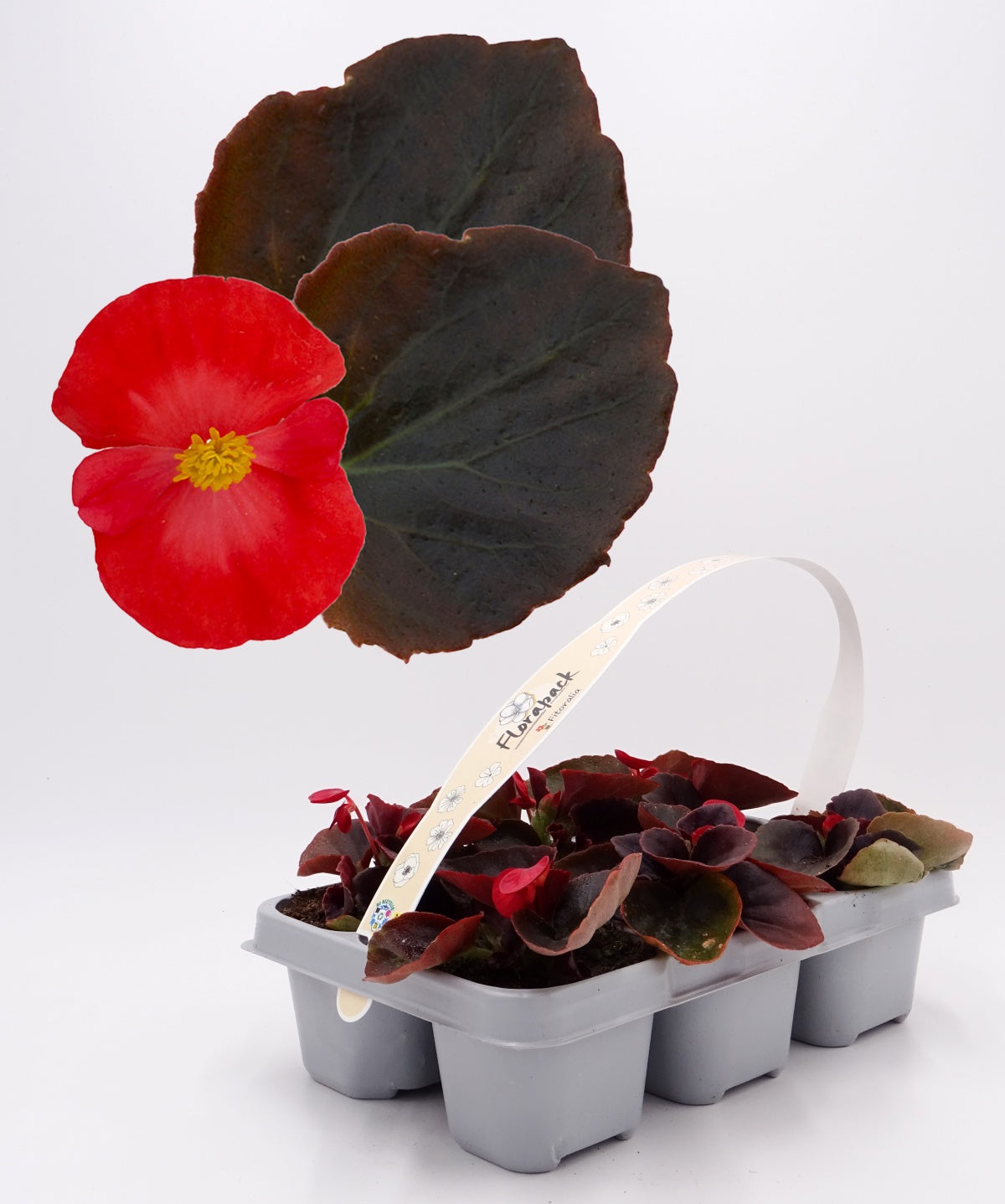 Pack Plantones Begonia Hoja Morada Flor Roja 6 Ud. Natural - Fitoralia_0