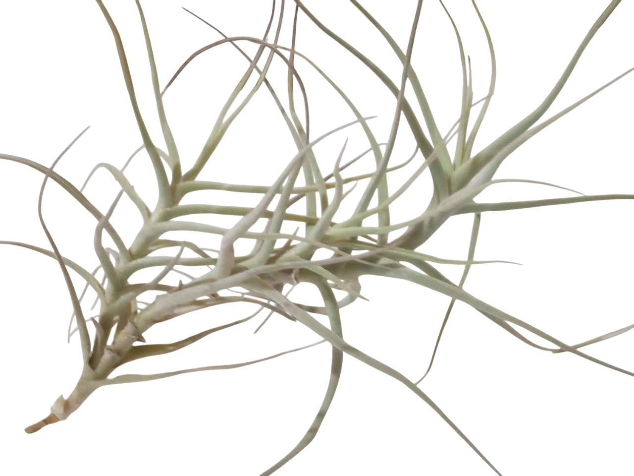 Tillandsia Paleacea Planta Clavel Del Aire_0