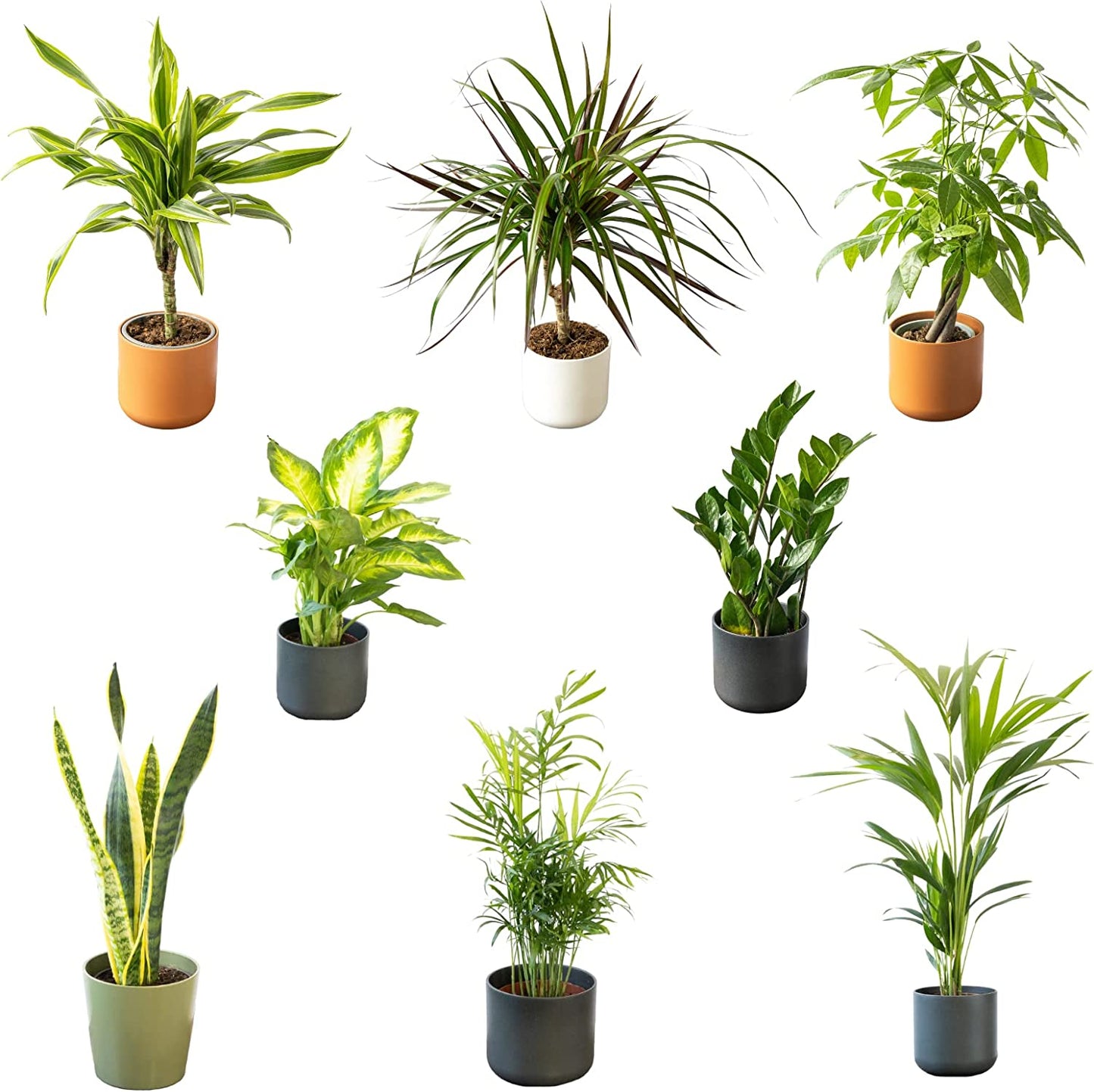 Pack Plantas Nueva Casa 8 Plantas Naturales De Interior