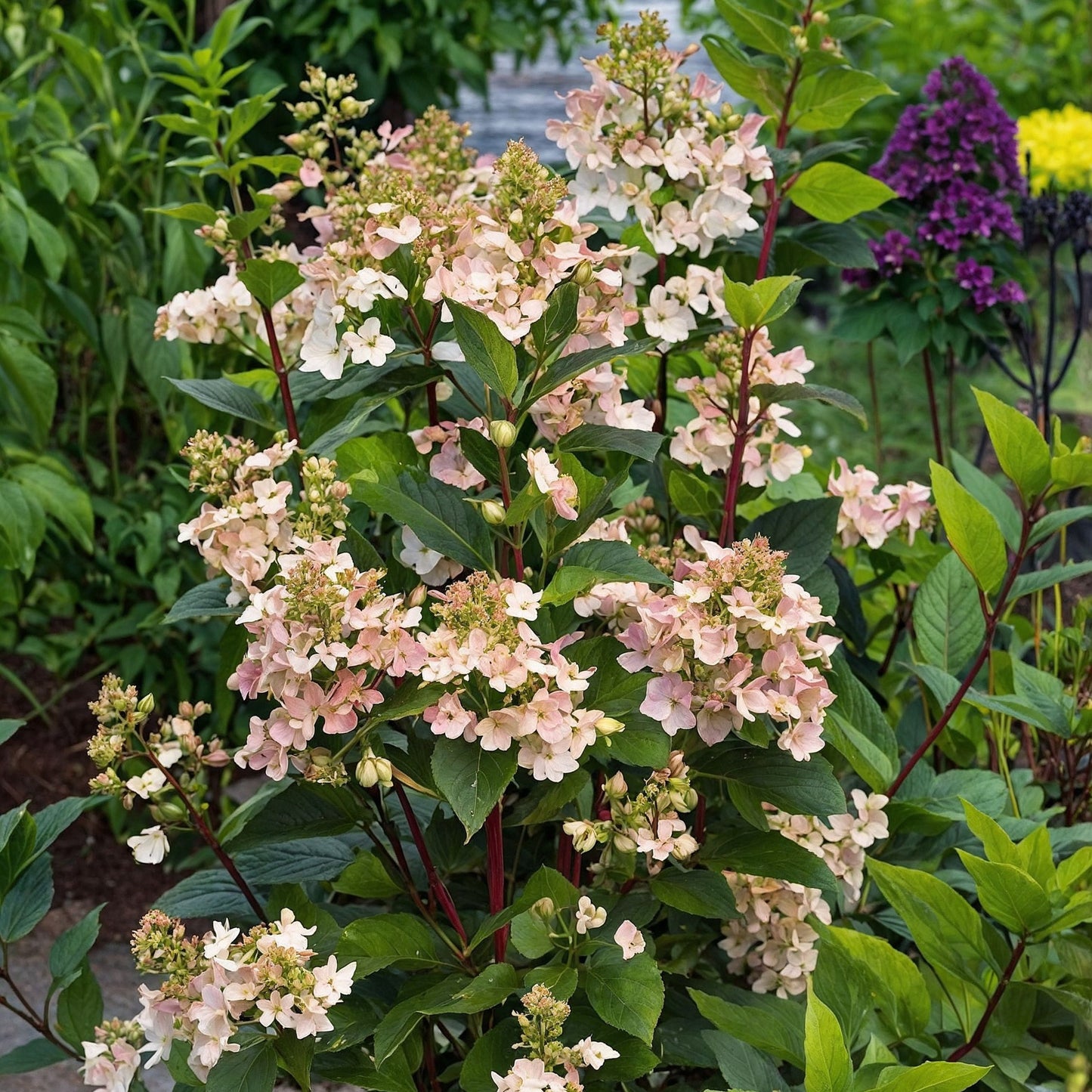 Hortensia - Hydrangea Paniculata 'early Harry' - Altura 25-40cm - ⌀19cm