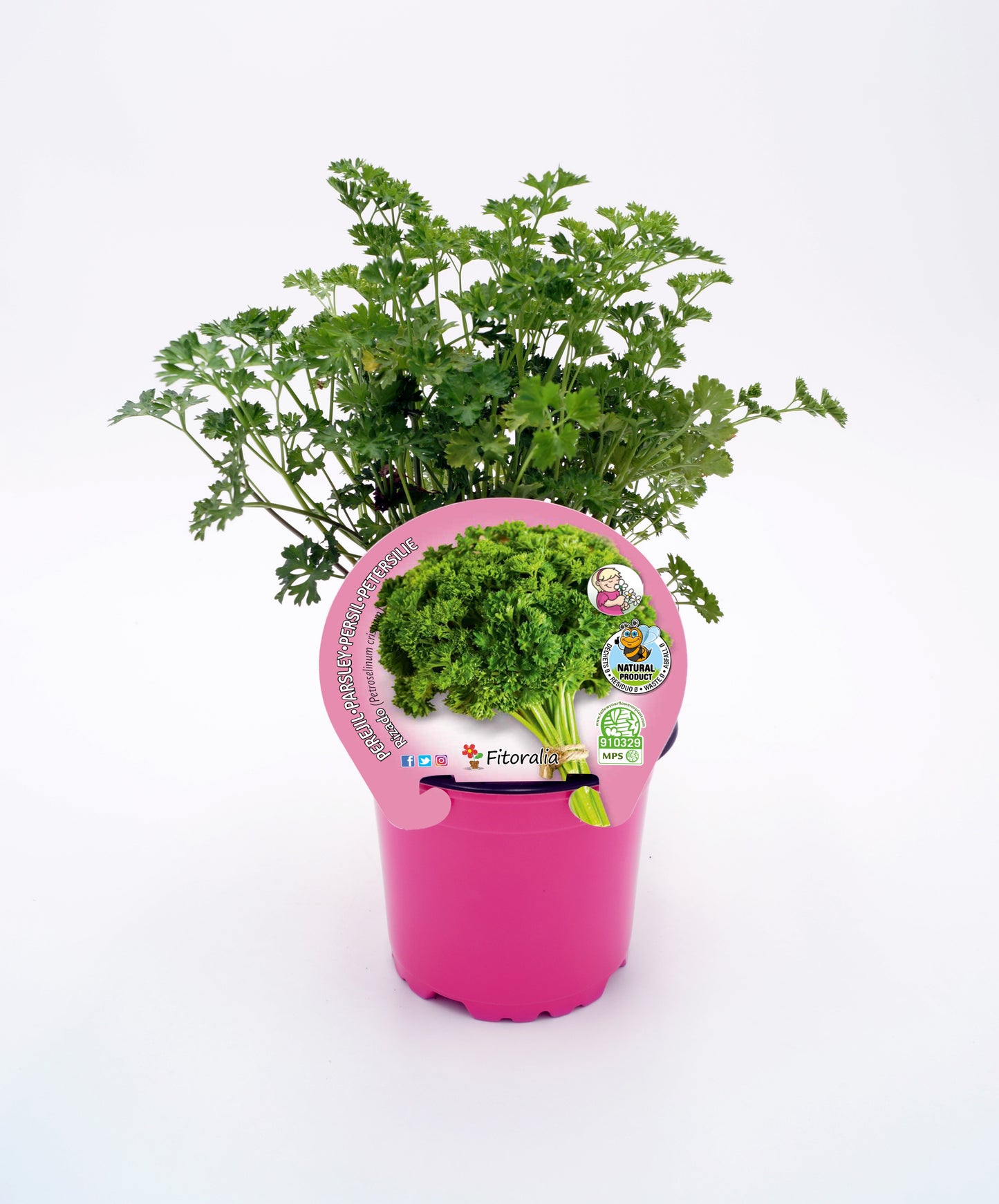 Perejil Rizado En Maceta 10,5 Cm. Natural - Fitoralia
