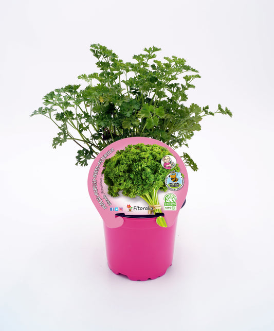 Perejil Rizado En Maceta 10,5 Cm. Natural - Fitoralia