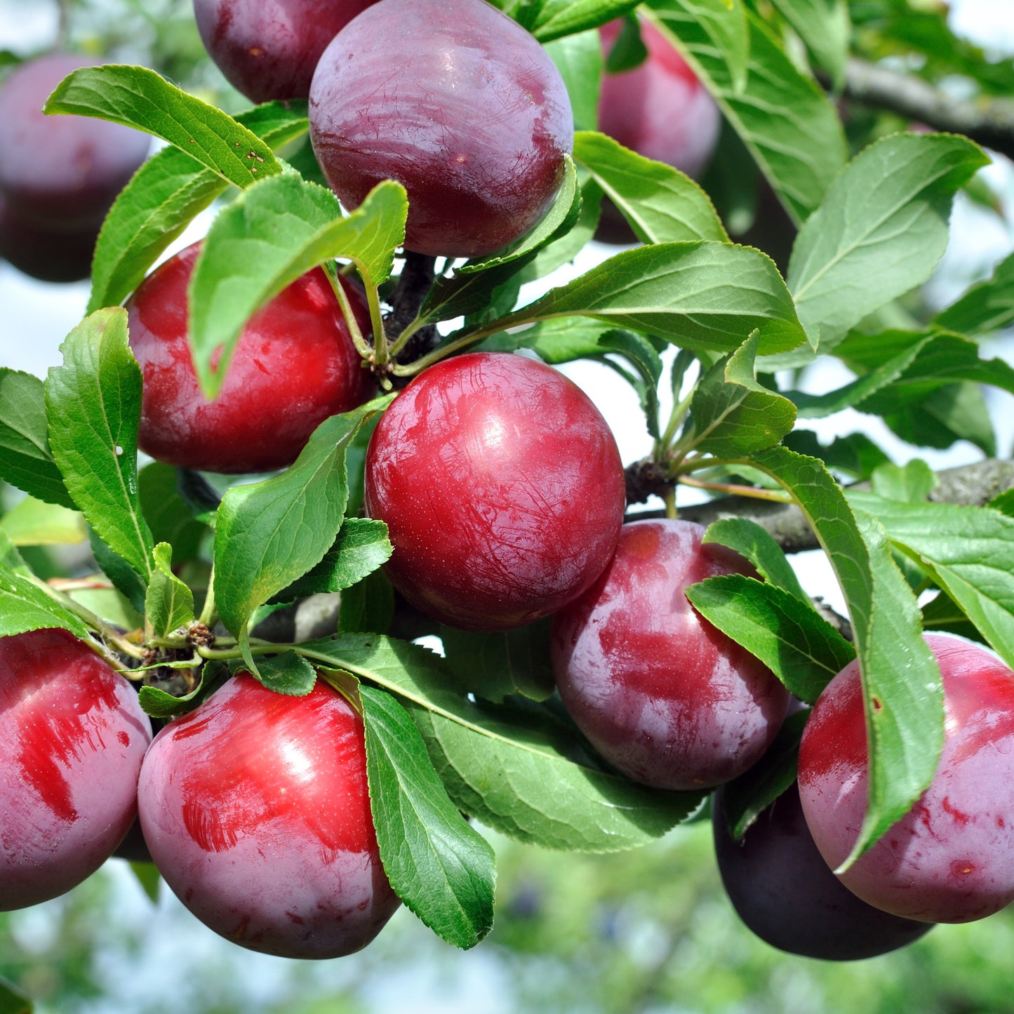 Frutal Ciruelo Santa Rosa - Planta Natural - Maceta 26cm. - Altura Aprox. 120/150