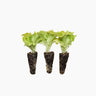 Plantón Lechuga Lollo Bionda - PlantaBo