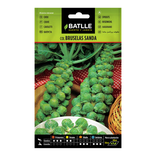 Semillas de Col Bruselas Sanda Batlle