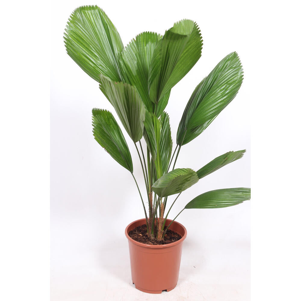 Licuala Grandis M27 100cm_0