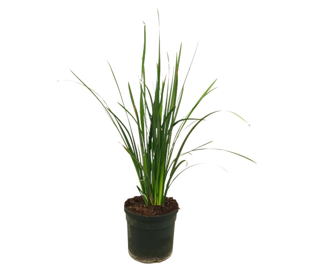 Dietes Bicolor M19 70cm_0