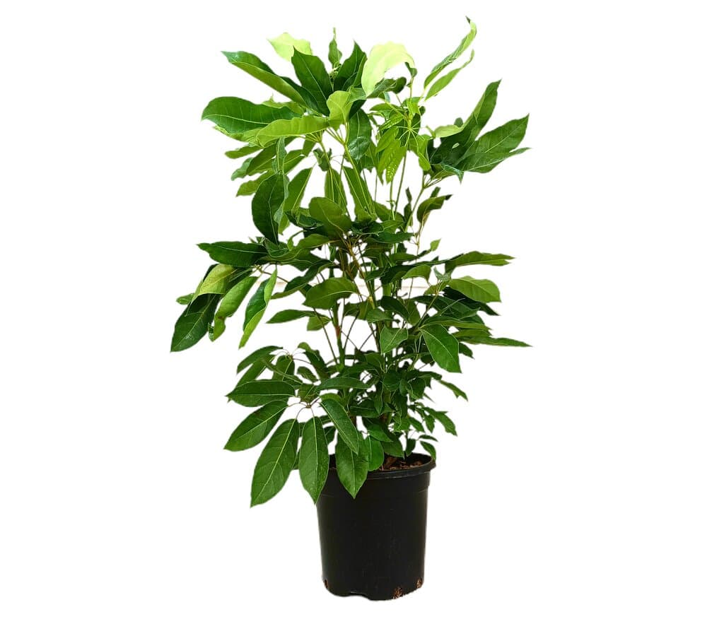 Schefflera Actinophylla M30 150-170cm