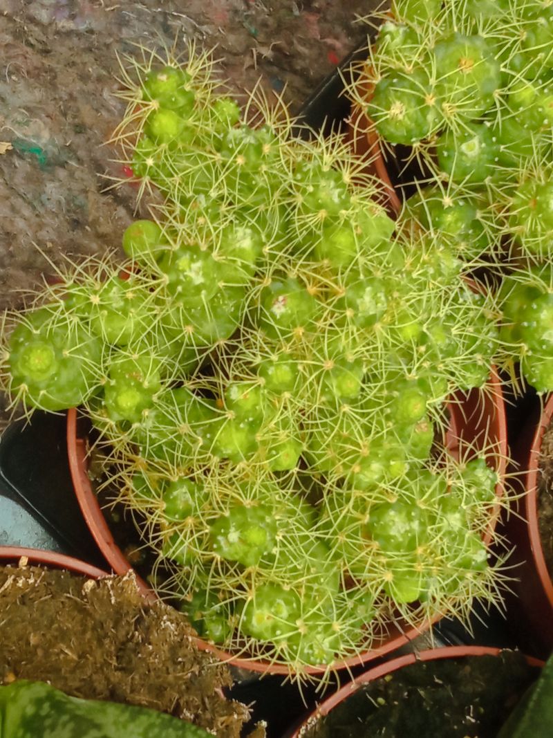 Mammillaria Elongata Monstruosa Planta Suculenta