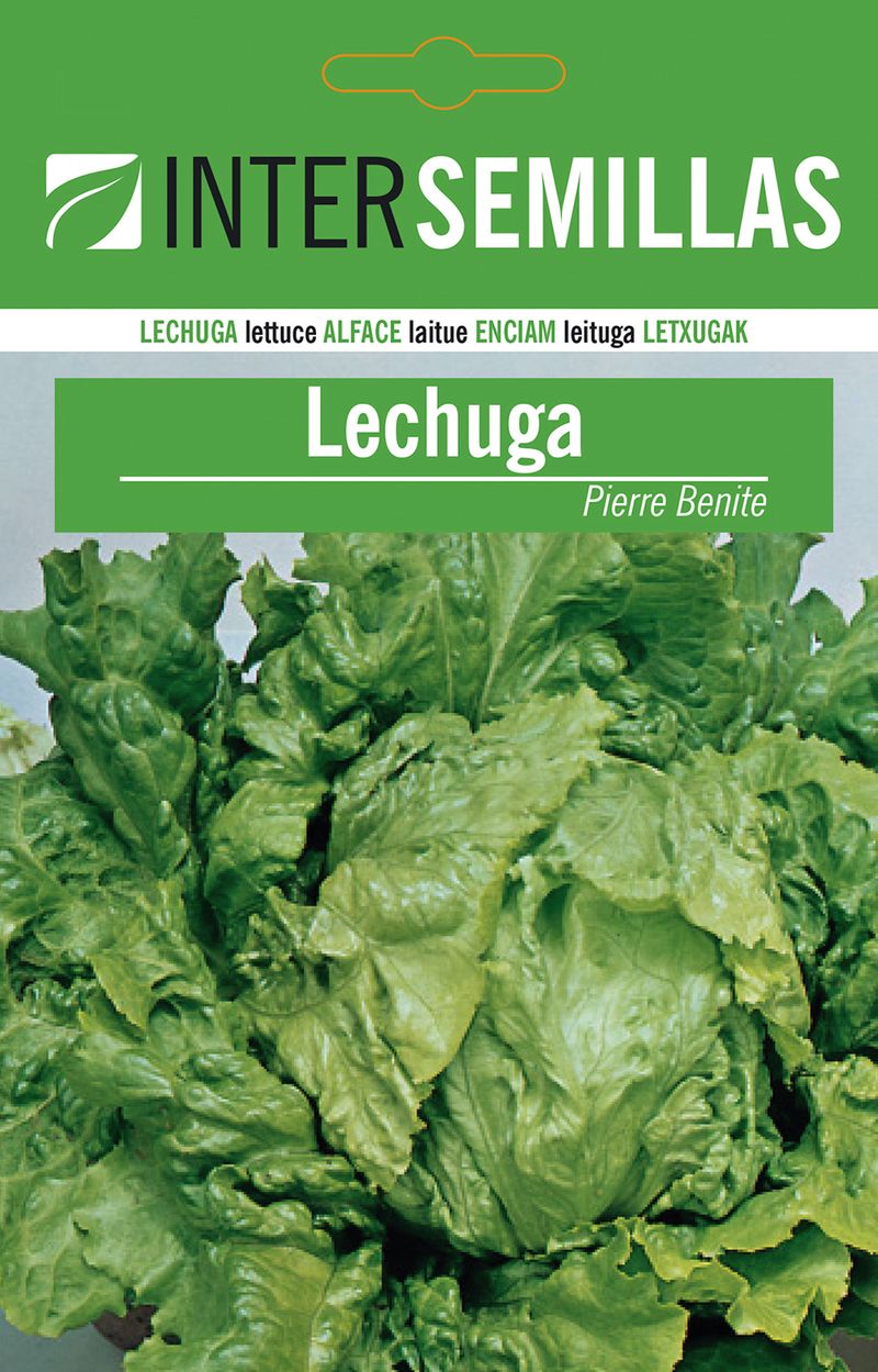 Sobre De Semillas De Lechuga Pierra Benite