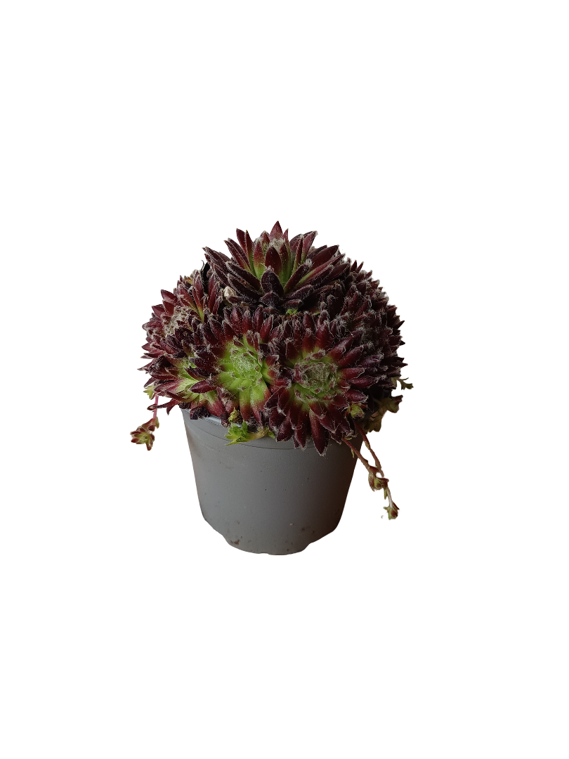 Sempervivum Mix Variedad 5 Planta De Sol Ø8_0