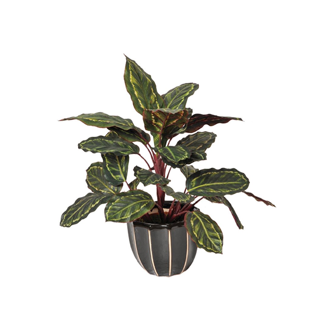 Planta Artificial Calatea Cebra - Decoración Sin Mantenimiento 0.49 M / Multicolor_0