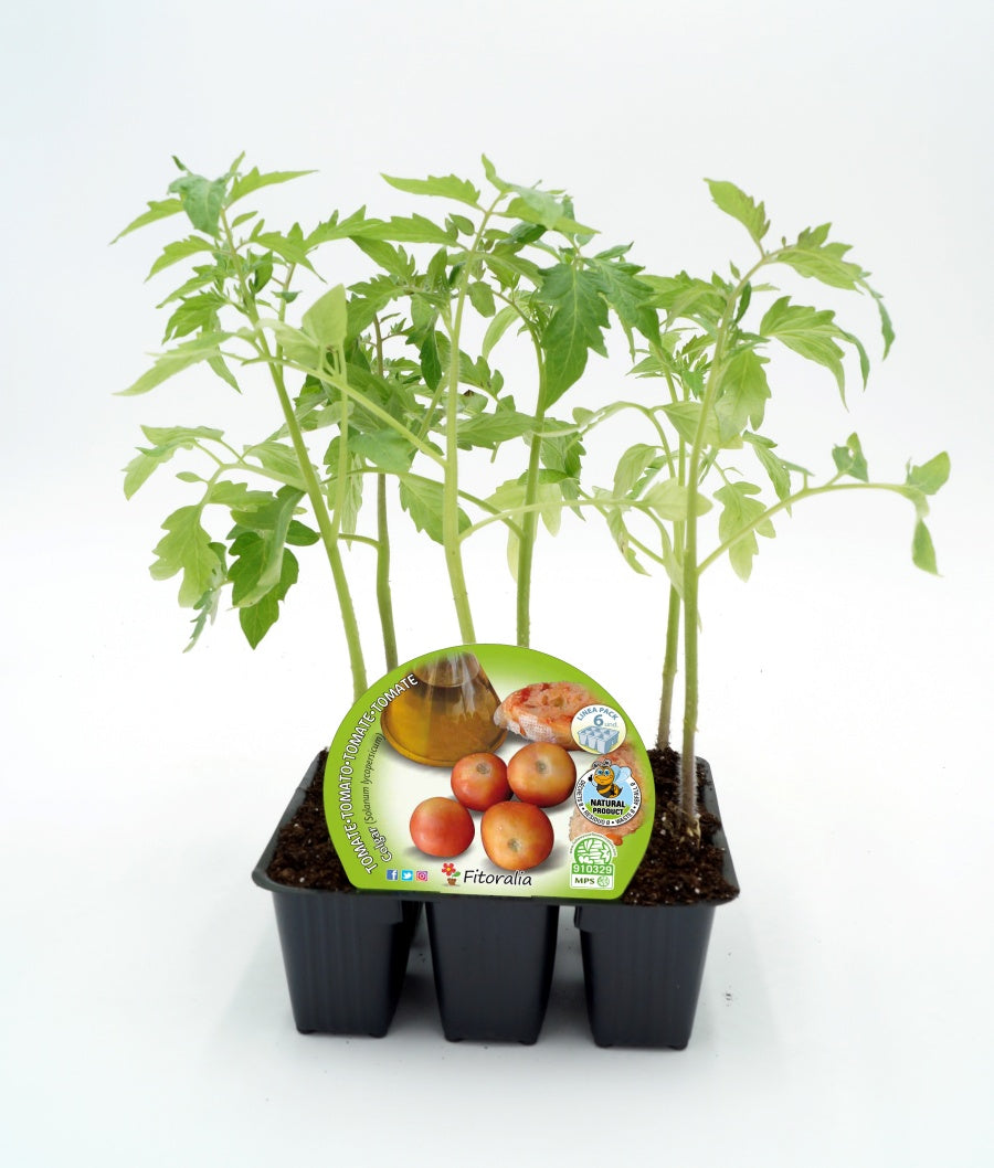 Pack Plantones Tomate De Colgar 6 Ud. Natural - Fitoralia_0