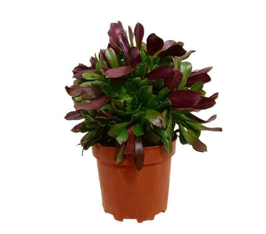 Aeonium Arboreum M20