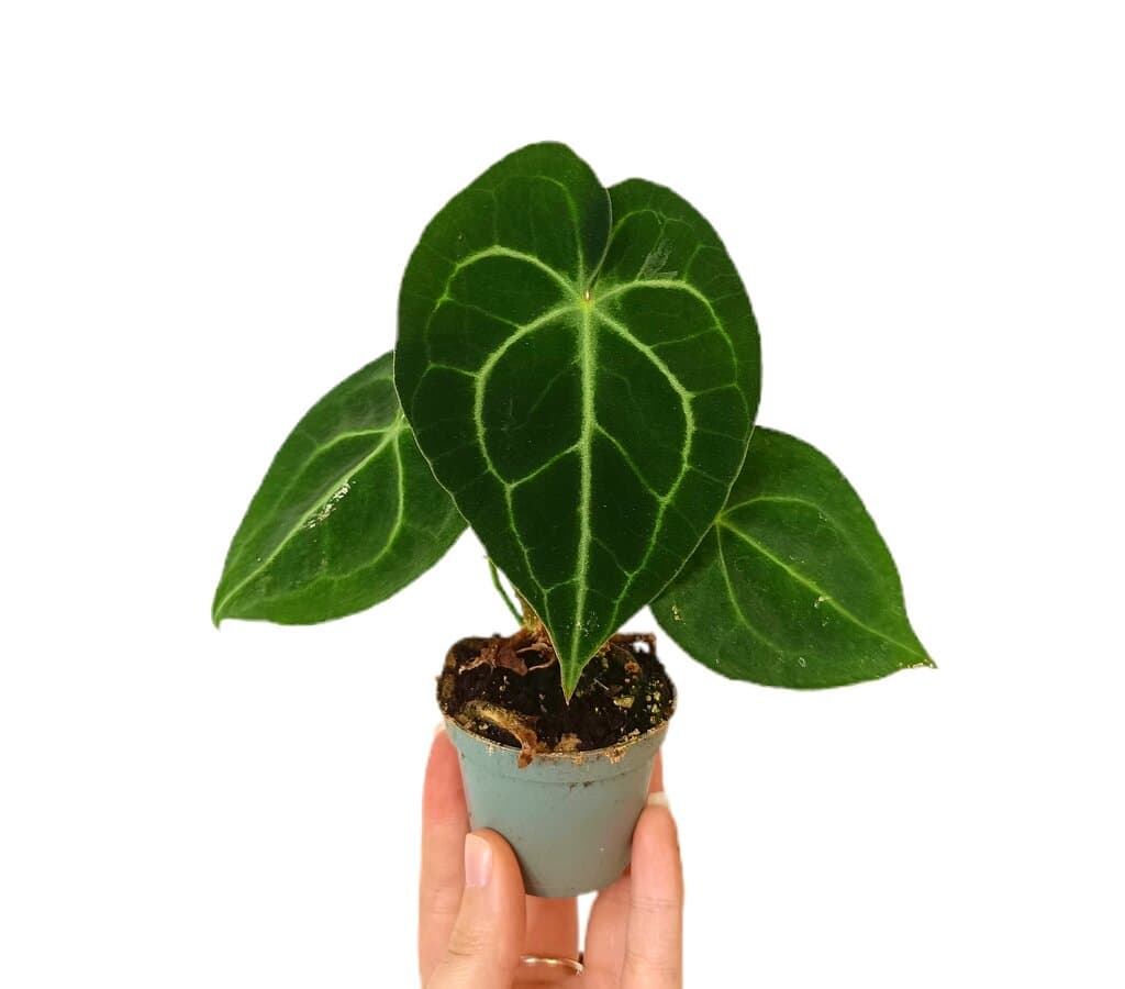 Anthurium Clarinervium M6_0