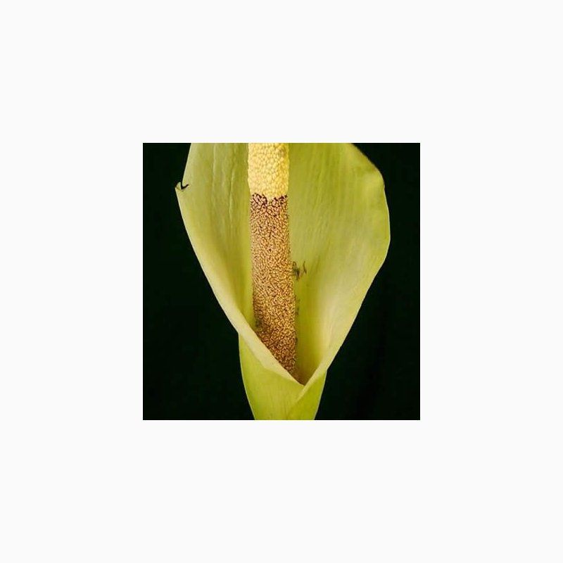 1 Bulbo Amorphophallus Napalensis Planta Rara_0